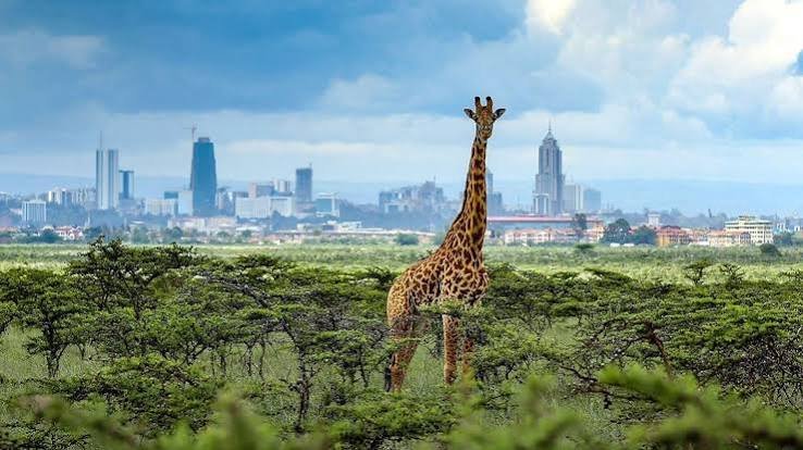  Moving to Nairobi Guide wildlife photo